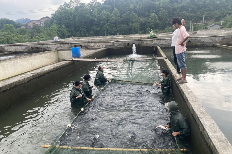 学生在鱼类养殖场参加生产实习 何远法摄.jpg